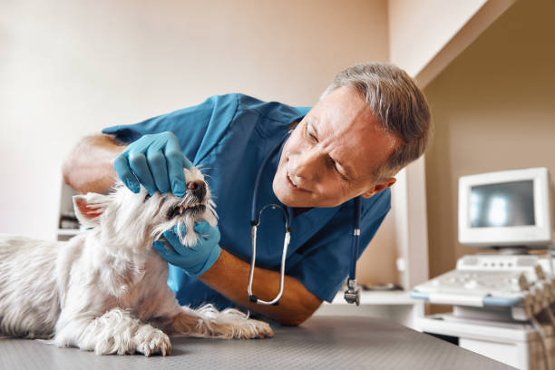 Best Weekend Emergency Dentist in Douglas, WY